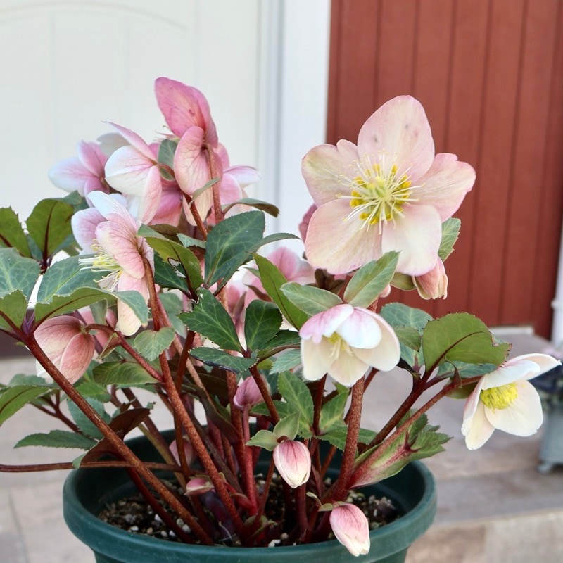 お買得♪《風散歩で3年超の画像の現品》自然開花の特大7号鉢