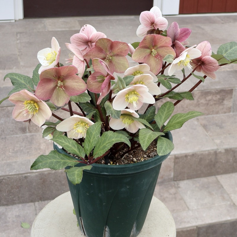 ラスト!!最終価格で♪《風散歩で3年超の画像の現品》自然開花の特大7号