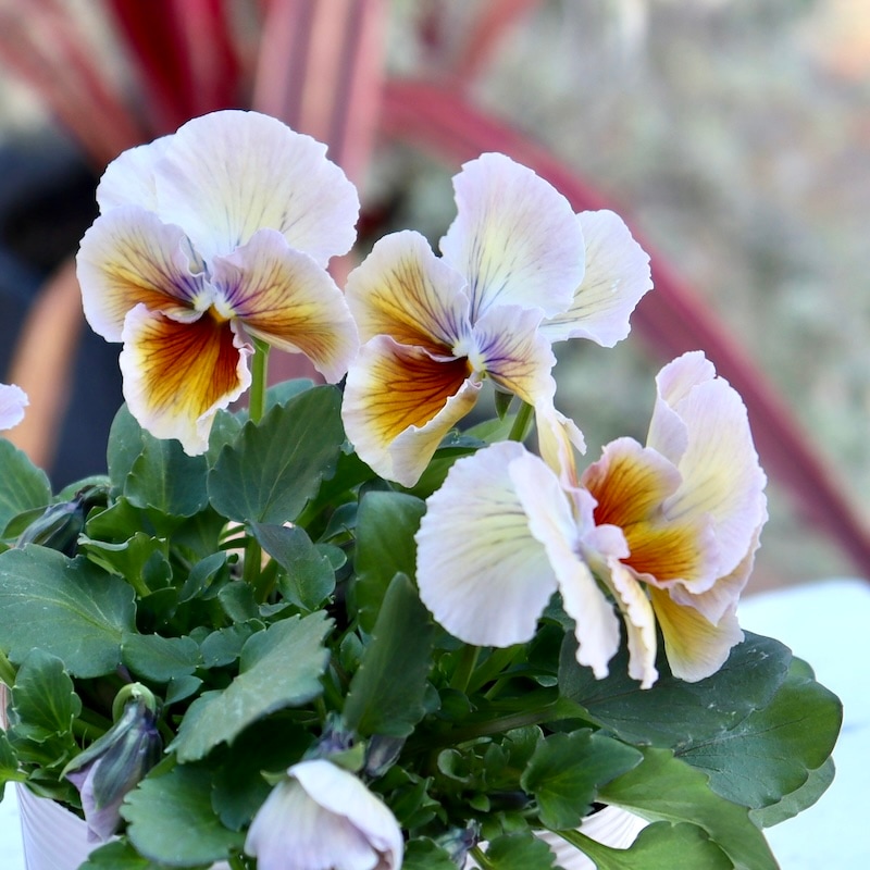 希少品】現品1点限り!! 石村あさみさん育種パンジー「A-STORY・花守の