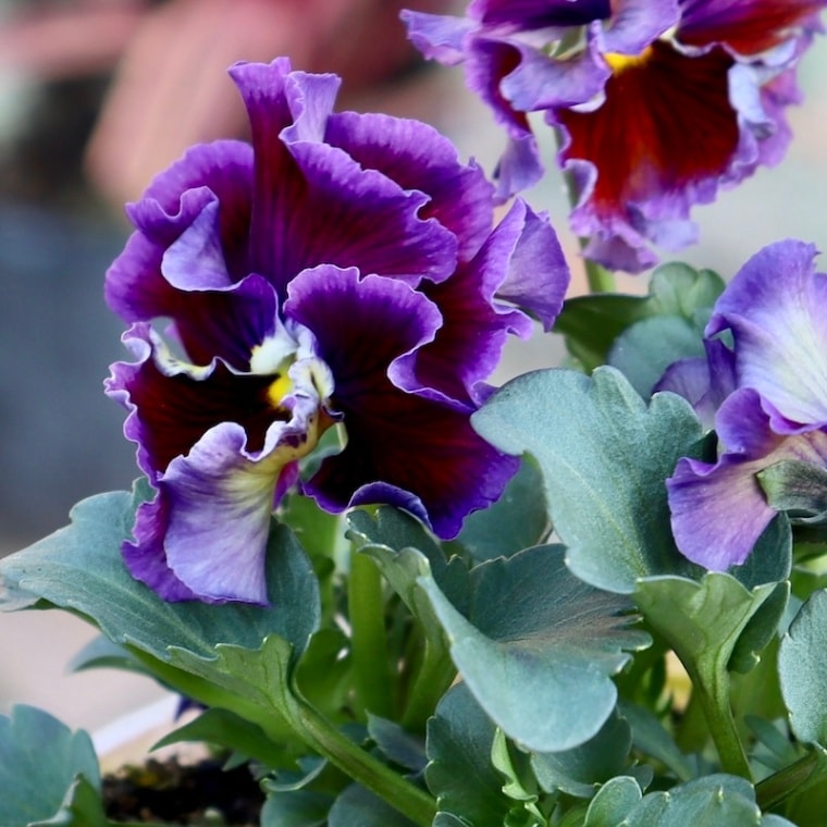 【希少品】現品1点限り!! 石村あさみさん育種パンジー「A-STORY・花守の詩(はなもりのうた)」<7番>