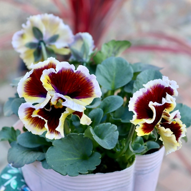 オジサン様　クロスバーン2本 希少品】現品1点限り!! 石村あさみさん育種パンジー「A-STORY・花守の