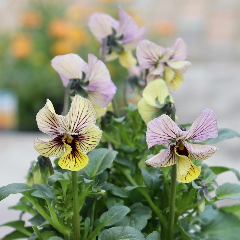 現品2株限り!! 石村あさみさん育種ビオラ「A-STORY・シークレットベイン」<4番>