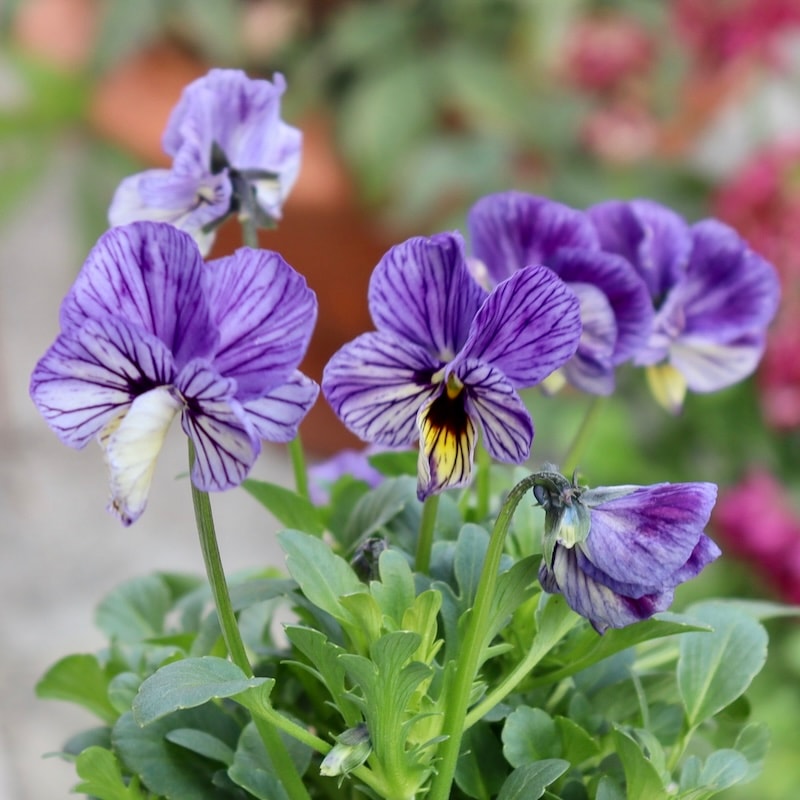 画像の現品1点限り!! 石村あさみさん育種ビオラ「A-STORY