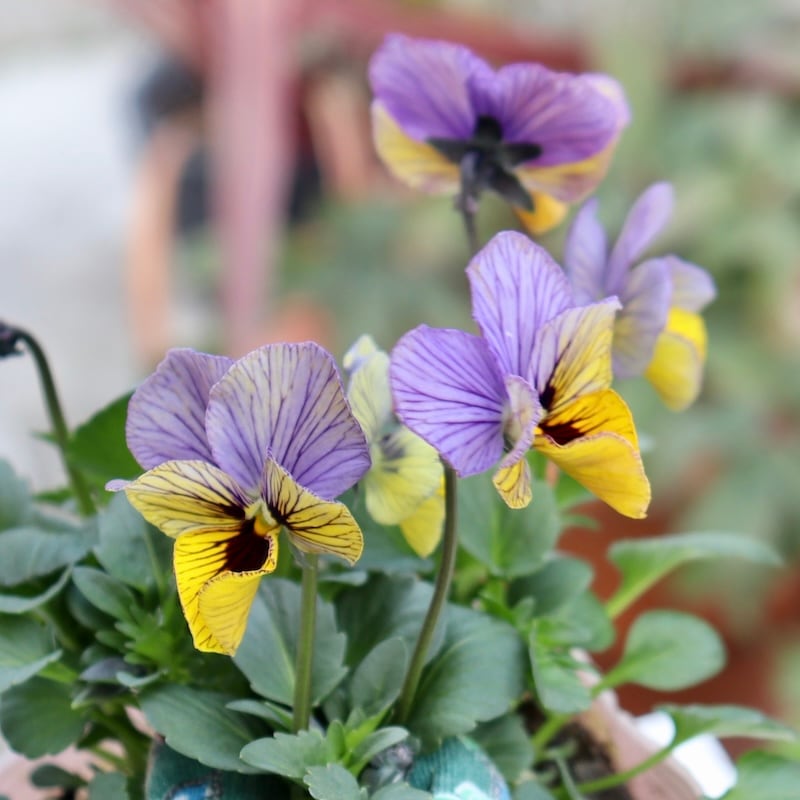 画像の現品1点限り!! 石村あさみさん育種ビオラ「A-STORY・シークレットベイン」<6番>