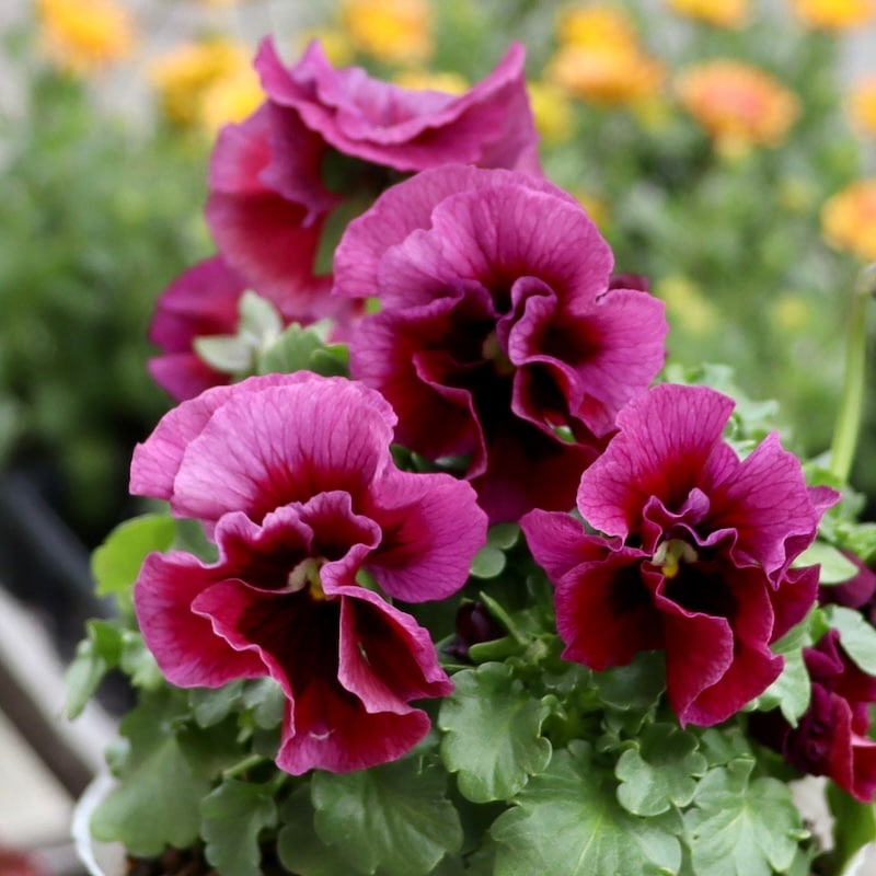 【レア色】画像の現品2株限り!! うえたさんのビオラ「シフォンピーチ」らしからぬ11番