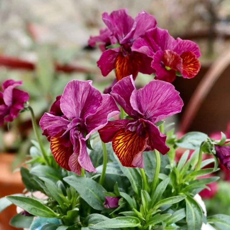 現品1点限り!! 石村あさみさん育種ビオラ「A-STORY・流星」<9番>