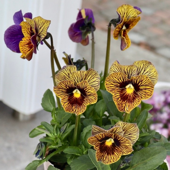 石村あさみさん育種「A-STORY」・～風散歩～