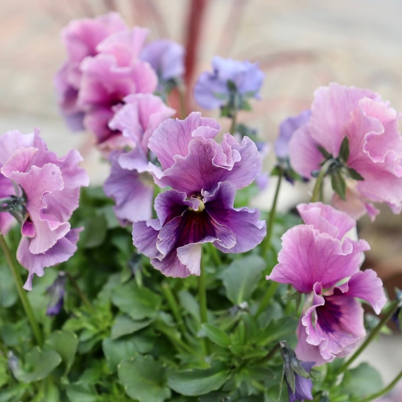 特大☆画像の現品1点限り!! 石川園芸さんのビオラ「レディ」スペシャル＜SP63＞