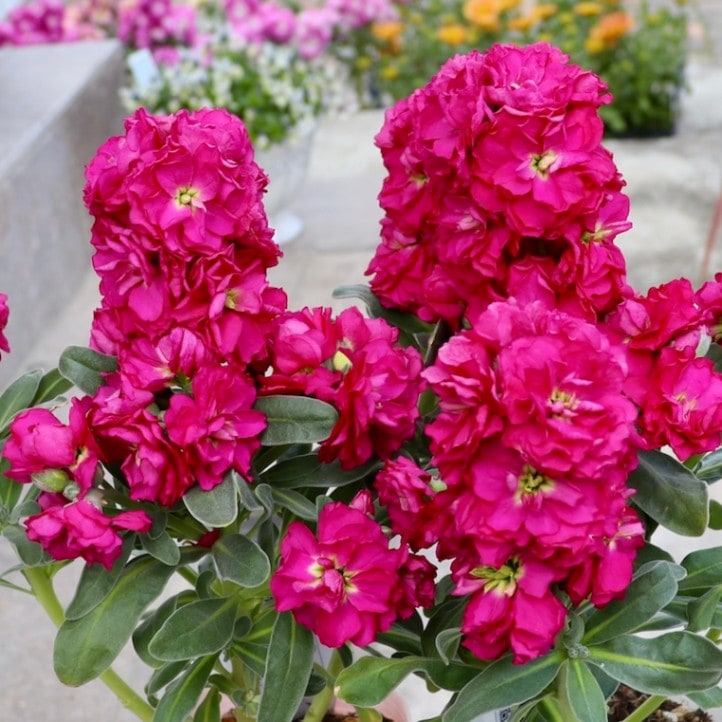 【ボリューム満点開花株をお手頃で♪】画像の現品販売☆八重咲きストック・ベイビー「2番(ローズ系)」