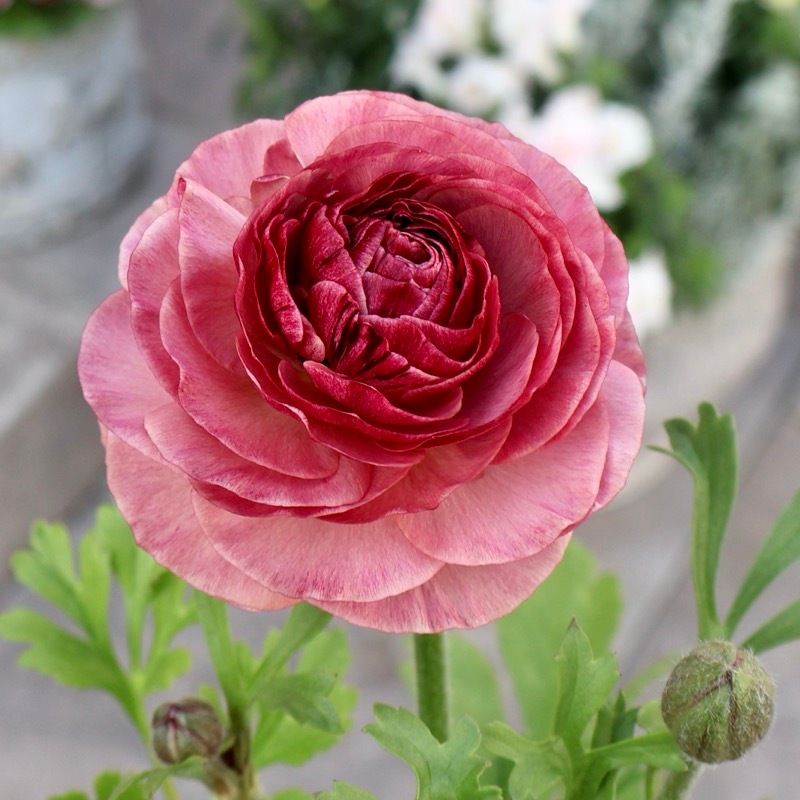 画像の現品1点限り》2色植えでお得♪うえたさんのラナンキュラス