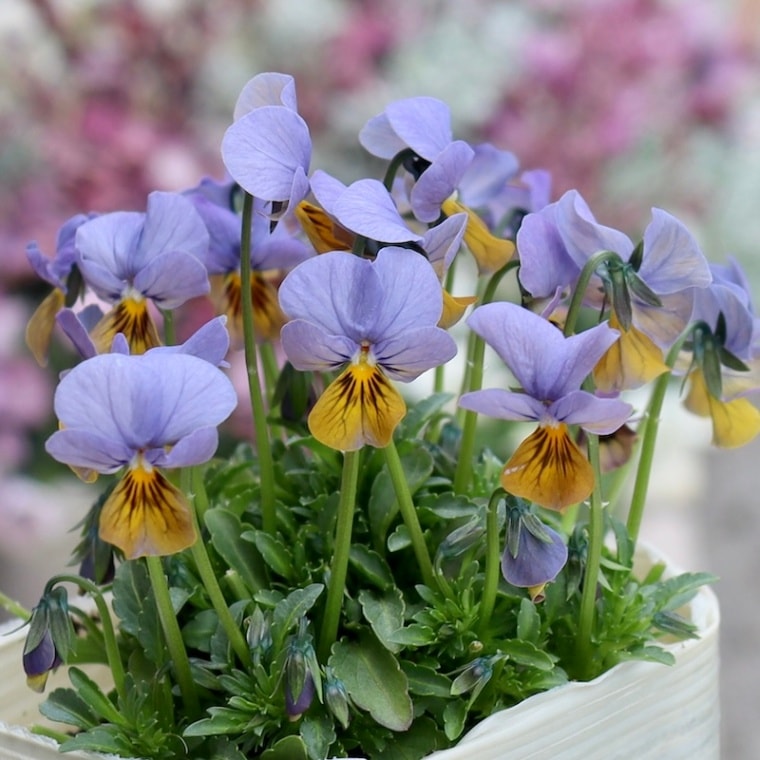 素敵な花苗とおしゃれなガーデニング雑貨｜ネット通販ショップ～風散歩～