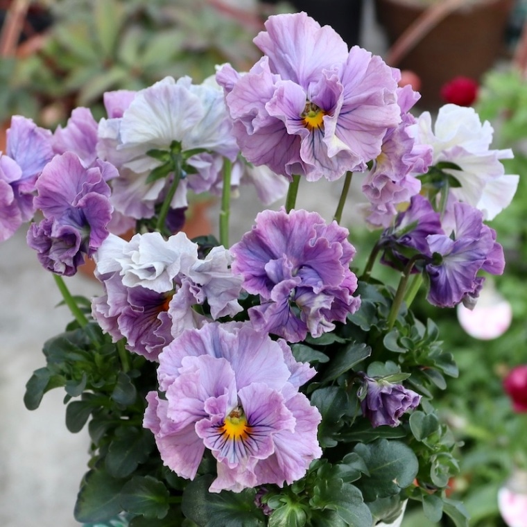 RYU様専用桂風園フェデネージュクレープフリルパンジービオラ花苗