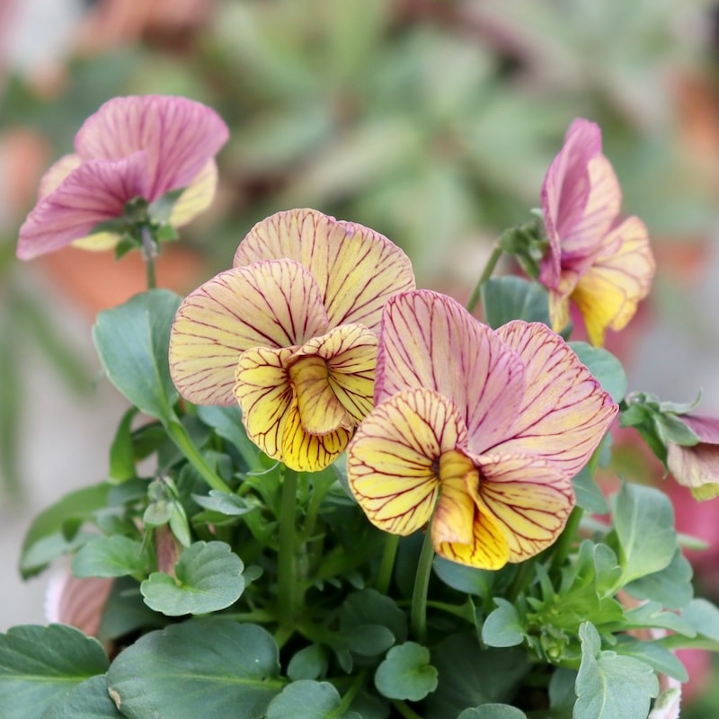 画像の現品1点限り!! 石村あさみさん育種ビオラ「A-STORY