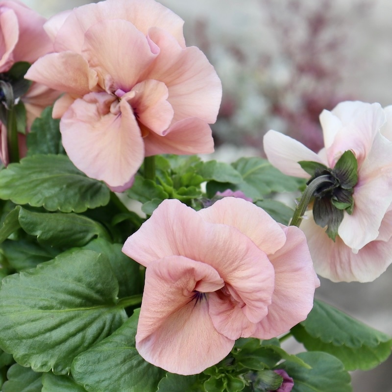 画像の現品1点限り☆八重咲きパンジー「ルナ・ドゥーブル」42番　