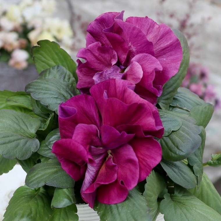 画像の現品1点限り☆八重咲きパンジー「ルナ・ドゥーブル」43番　