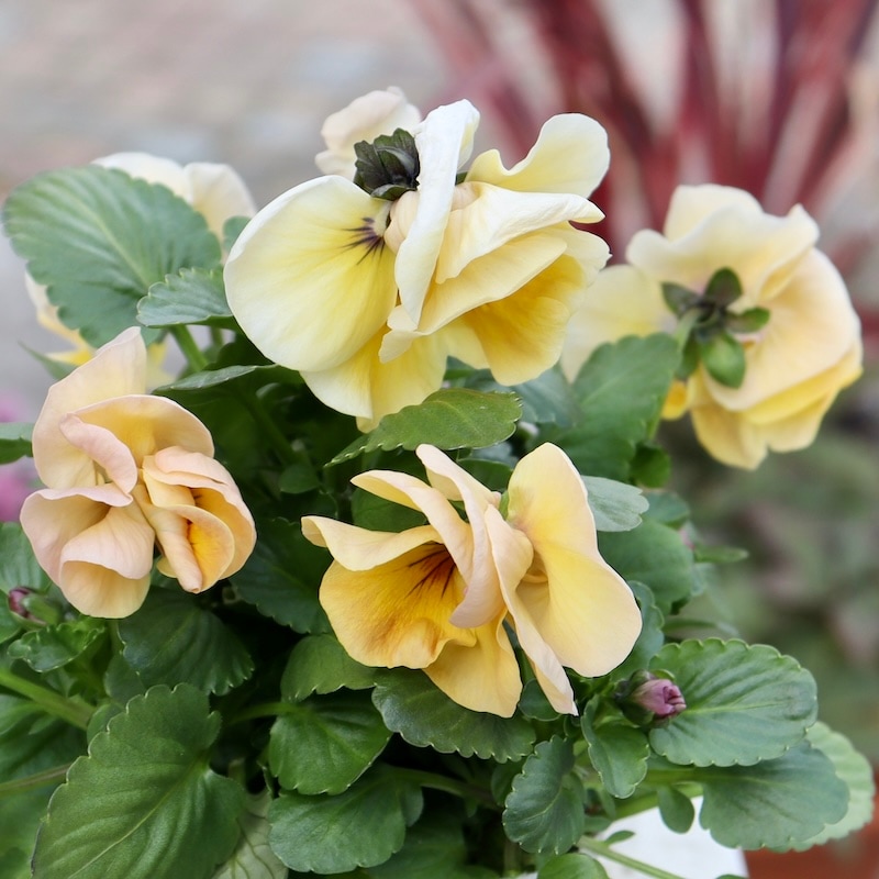 画像の現品1点限り☆八重咲きパンジー「ルナ・ドゥーブル」44番　