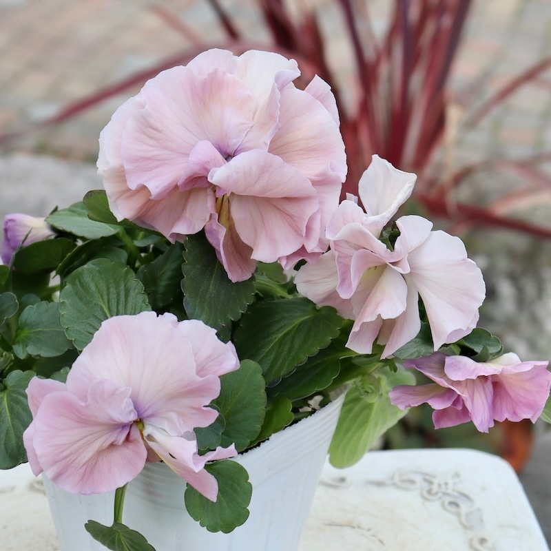 画像の現品1点限り☆八重咲きパンジー「ルナ・ドゥーブル」45番　