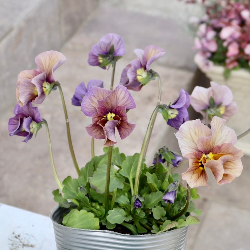 吉村さん育種「ブローインフィールド」・2025年12月ごろ販売開始