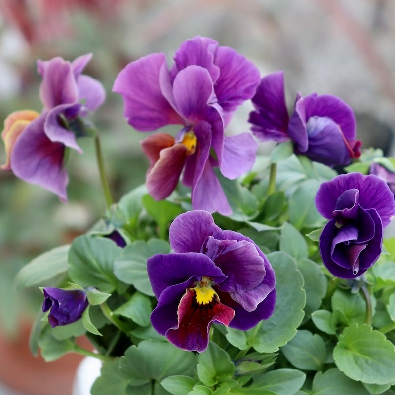 素敵な花苗とおしゃれなガーデニング雑貨｜ネット通販ショップ～風散歩～