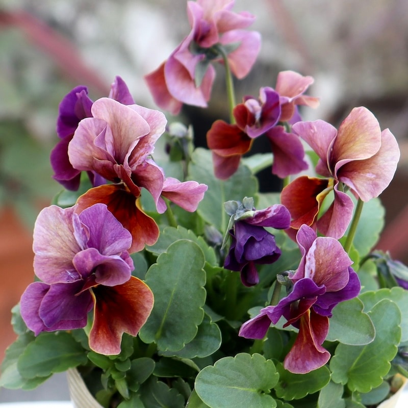 爽やかな夏の2ウェイガーランド アナベル ルリタマアザミ 爽やかな夏の