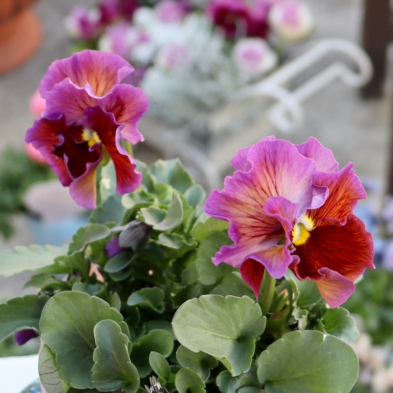 【希少品】現品1点限り!! 石村あさみさん育種パンジー「A-STORY・花守の詩(はなもりのうた)」<10番>