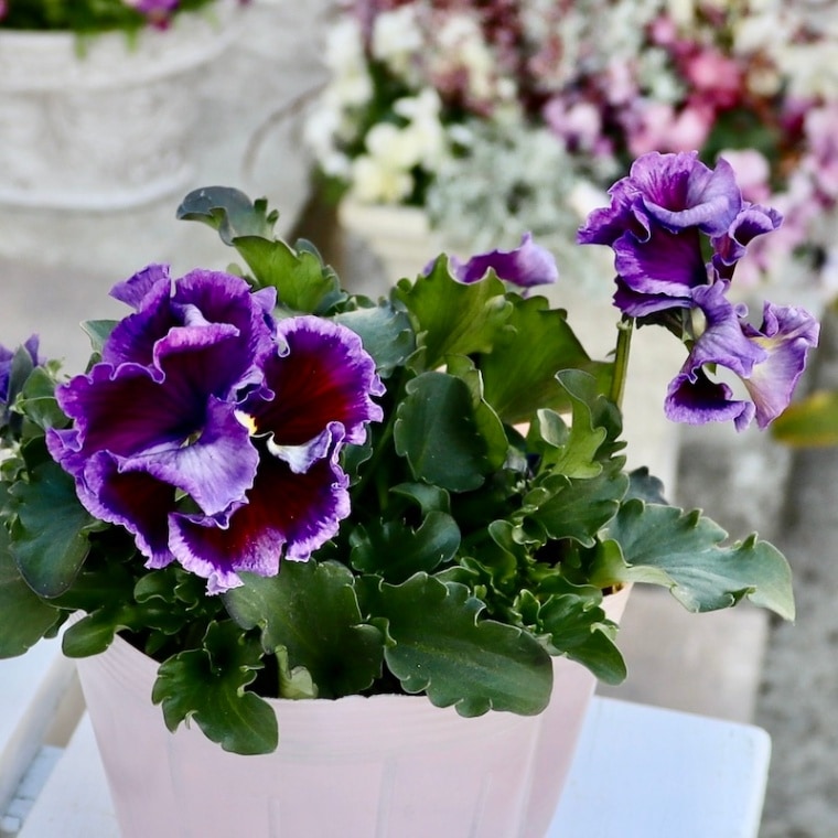 【希少品】現品1点限り!! 石村あさみさん育種パンジー「A-STORY・花守の詩(はなもりのうた)」<11番>