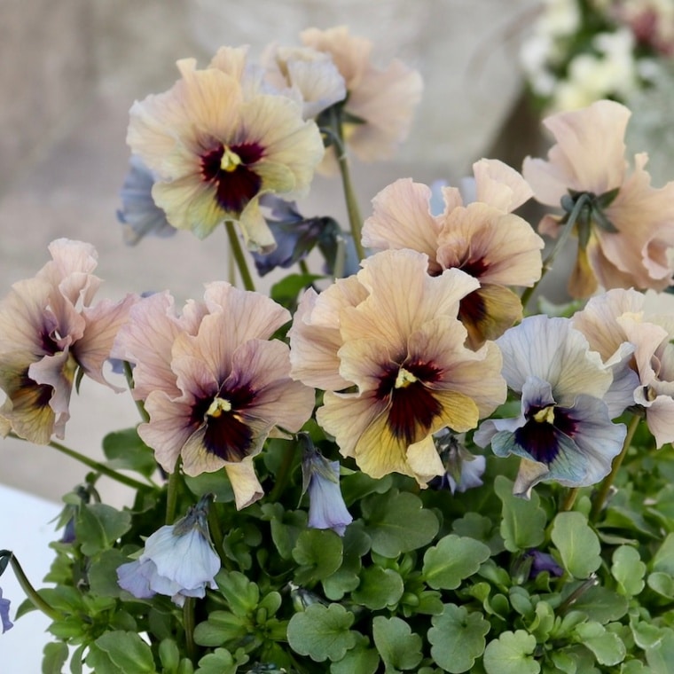 特大☆画像の現品1点限り!! 石川園芸さんのビオラ「レディ」スペシャル