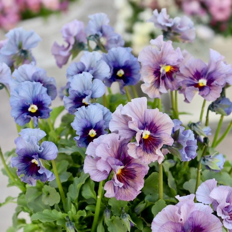 特大☆画像の現品1点限り!! 石川園芸さんのビオラ「レディ」スペシャル