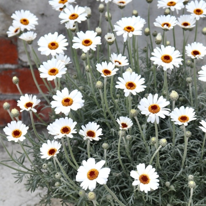 数えきれない蕾のボリューム満点株♪ローダンセマム「アフリカンアイズ」