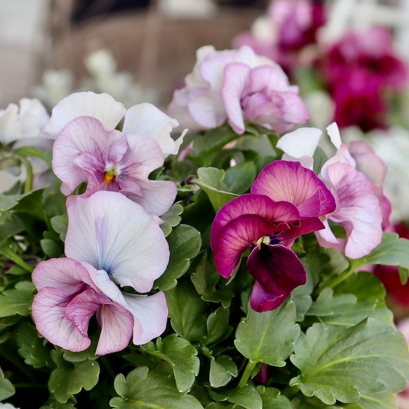 画像の現品1点限り!!北島園芸さんのオリジナルビオラ「コルティルーチェ」＜17番＞