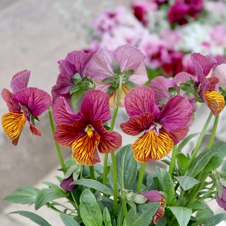 現品1点限り!! 石村あさみさん育種ビオラ「A-STORY・流星」<11番>