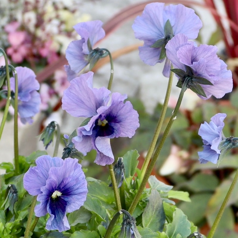 特大☆画像の現品1点限り!! 石川園芸さんのビオラ「レディ」スペシャル
