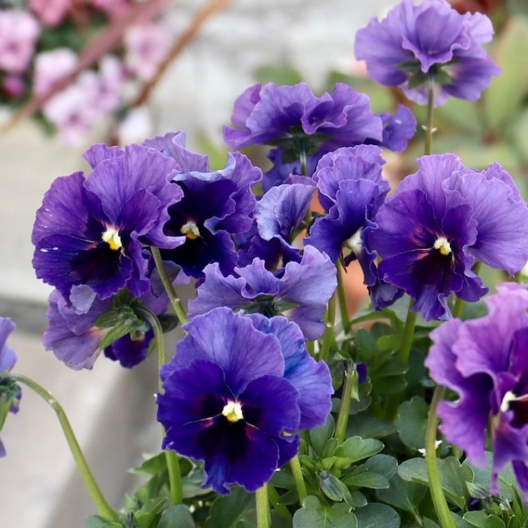 特大☆画像の現品1点限り!! 石川園芸さんのビオラ「レディ」スペシャル＜SP77＞