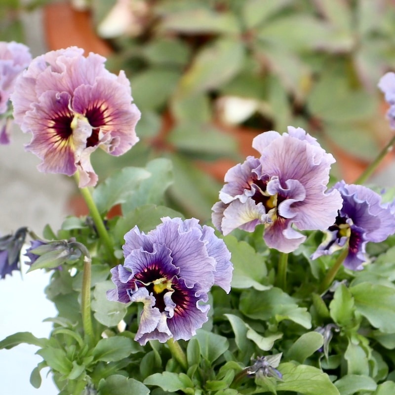 特大☆画像の現品1点限り!! 石川園芸さんのビオラ「レディ」スペシャル