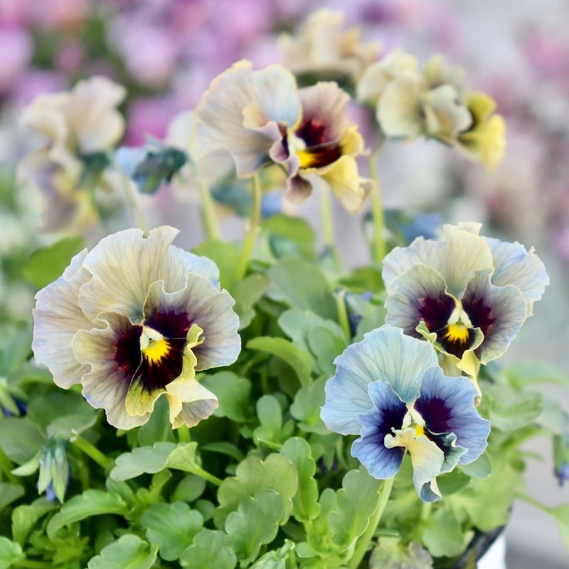 特大☆画像の現品1点限り!! 石川園芸さんのビオラ「レディ」スペシャル＜SP79＞