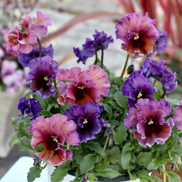 特大☆画像の現品1点限り!! 石川園芸さんのビオラ「レディ」スペシャル＜SP81＞