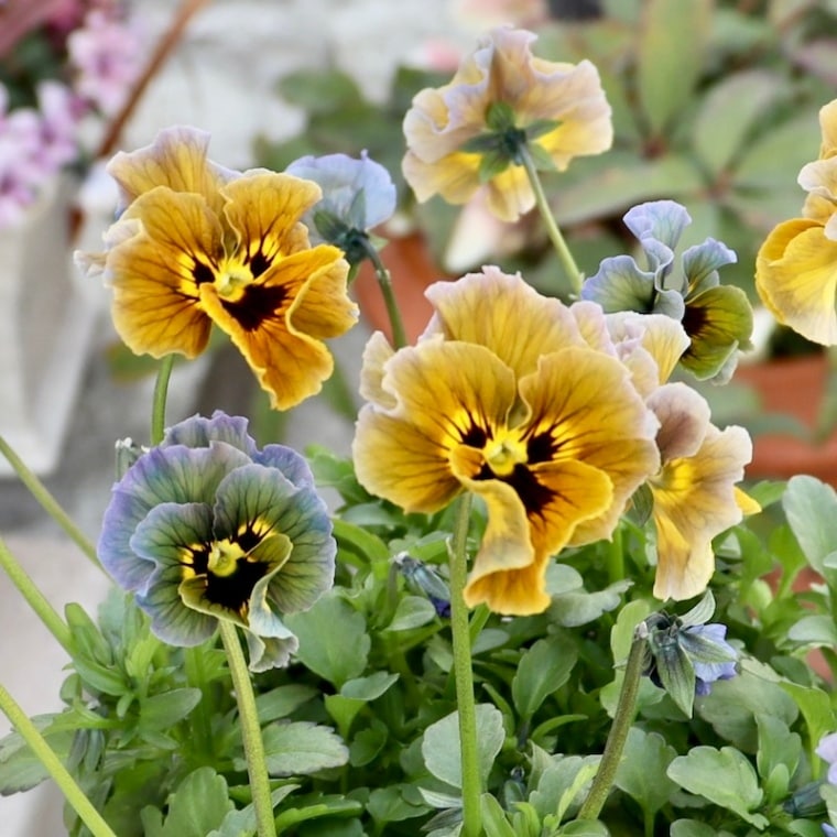 石川園芸さん育種「レディ」・～風散歩～