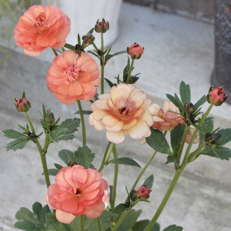 お値打ちの特大株!!《画像(最後の3枚)の現品1点限り》ラナンキュラス