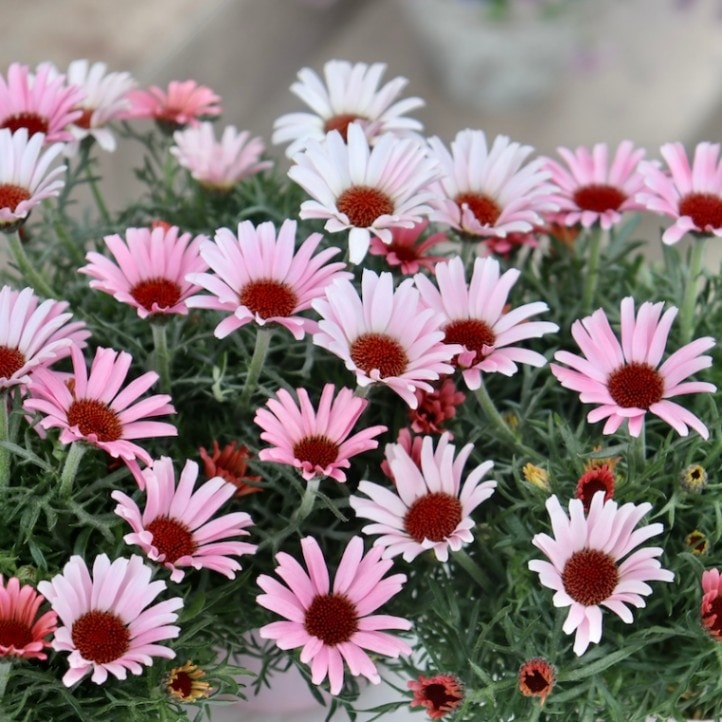 がっちりの超良株に蕾いっぱい♪ローダンセマム「プリマリア」(3.5号ポット)