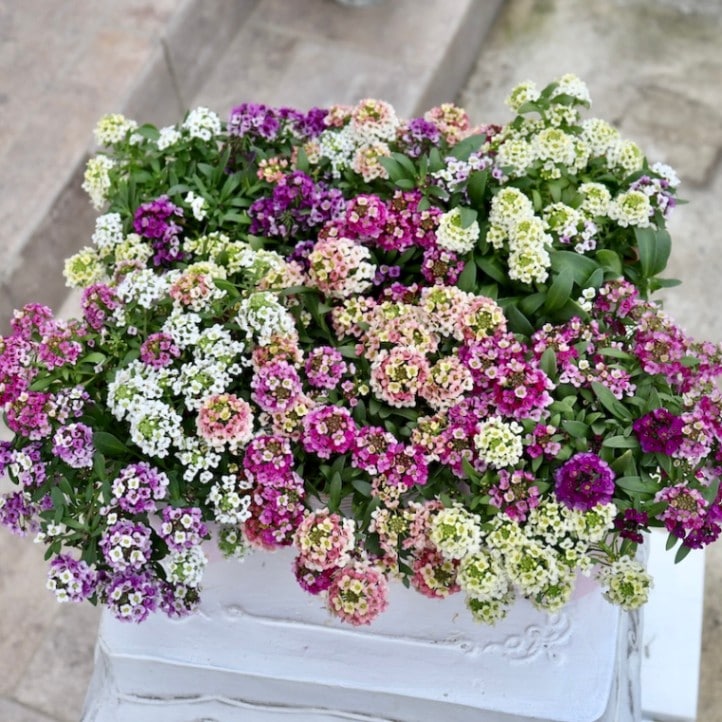 画像の現品いずれか☆アリッサム「アリュール」3番 (3号ロングポット)