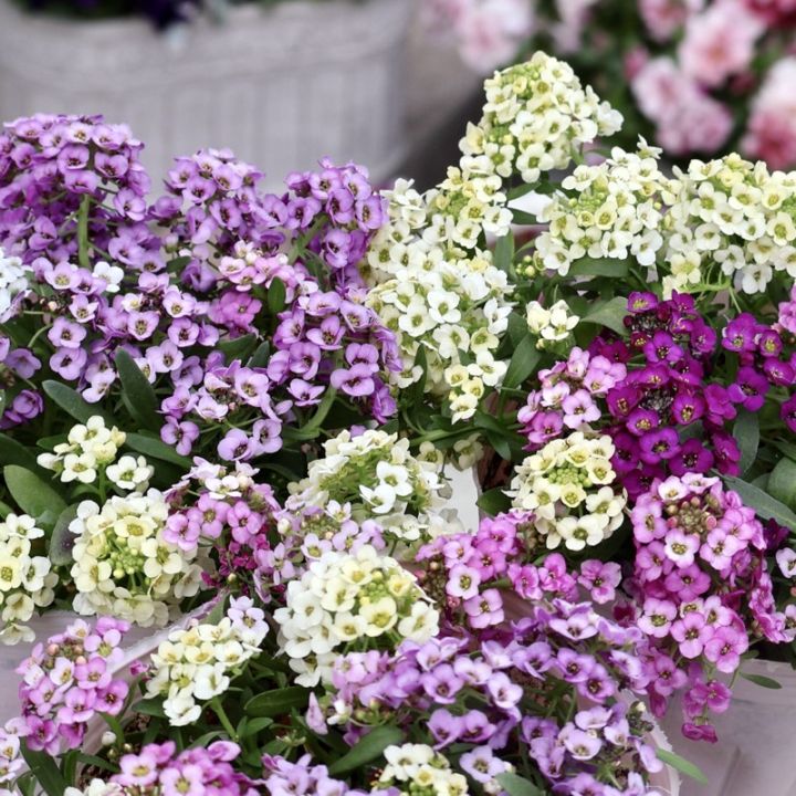 《ピンク系ミックス》サトウ園芸さんのアリッサム「アリュール」3番 (3号ロングポット)