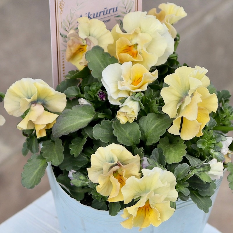 やっと開花♪画像の現品1点限り!!桐生ふぁ~む×花日和さんのビオラ「アイクルール」＜58番＞