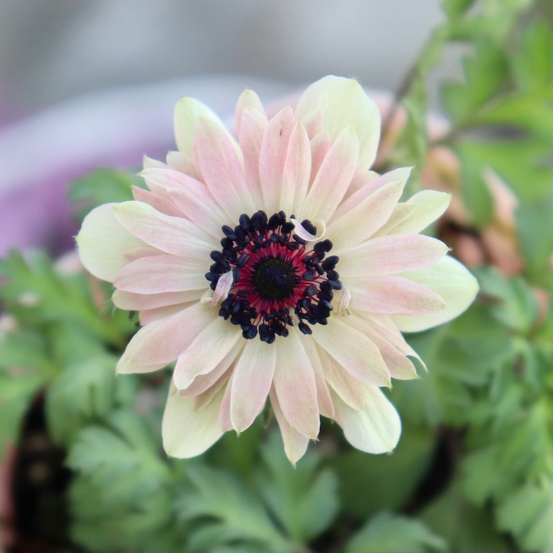 画像の現品☆2025年☆八重咲きアネモネ「アンアリス」9番(3.5号苗)