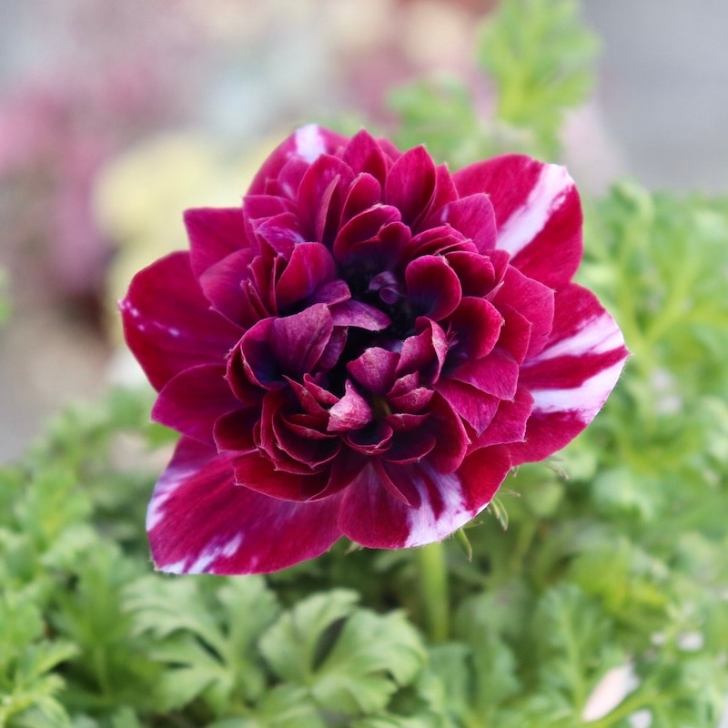 画像の現品☆2025年☆八重咲きアネモネ「アンアリス」22番(3.5号苗)