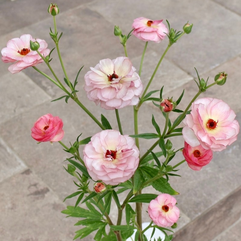 画像(最後の4枚)の現品いずれか☆ラナンキュラス・ラックス