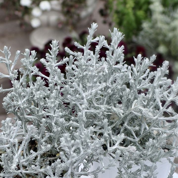 キラキラ輝くシルバーリーフ・プラチーナ「シルバーボーイ」