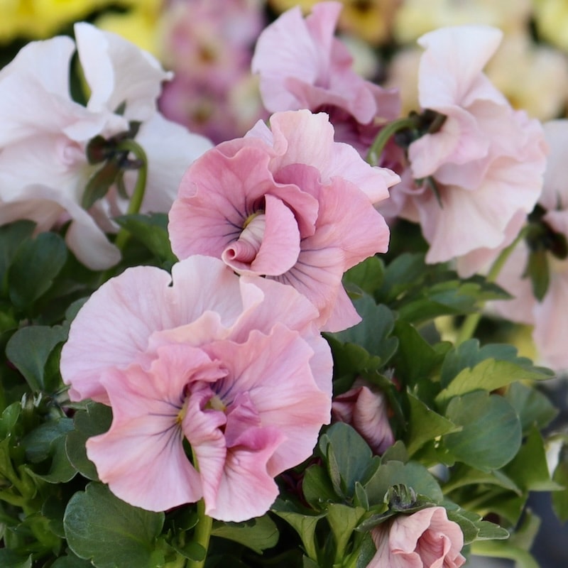 画像で色を選べる!!うえたパンジー「マリーリーン」<45番>