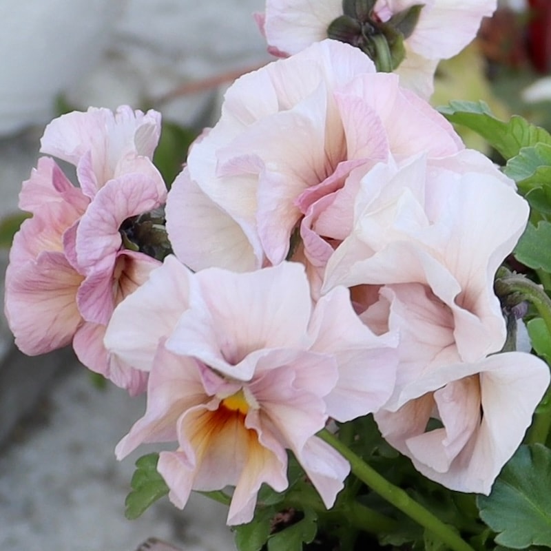 画像の現品☆うえたパンジー「マリーリーン」<24SP-22>