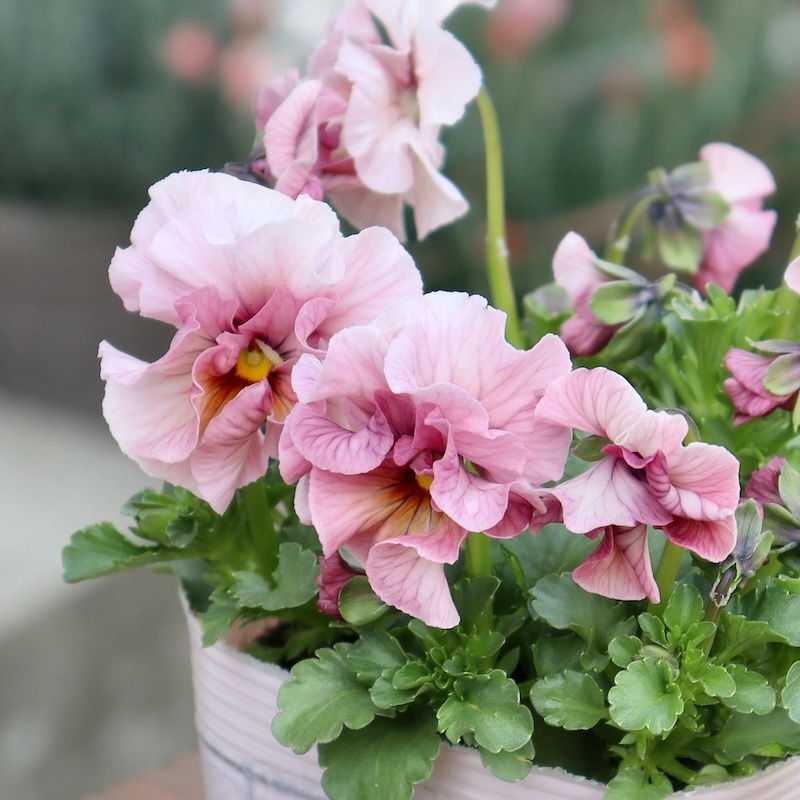 画像で色を選べる!!うえたパンジー「マリーリーン」<44番>