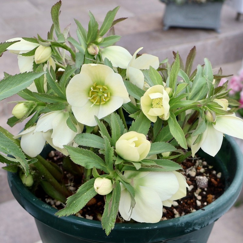 自然開花♪風散歩で4年》超お買得1点物☆クリスマスローズ・中輪